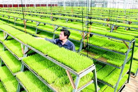 發展農業現代化 破譯中國種田密碼，推動農業種植技術開發