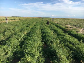 優(yōu)化農(nóng)業(yè)種植結(jié)構(gòu)，大力發(fā)展特色經(jīng)濟(jì) 技術(shù)開(kāi)發(fā)與創(chuàng)新路徑