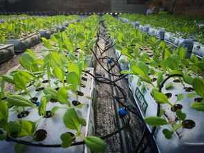 攜手企業(yè)界共同探索內(nèi)蒙古百歲園農(nóng)業(yè)種植技術(shù)開(kāi)發(fā)