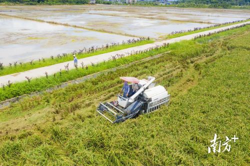 金谷歸倉(cāng)稻香撲鼻 普寧夏糧豐收彰顯農(nóng)業(yè)技術(shù)新突破