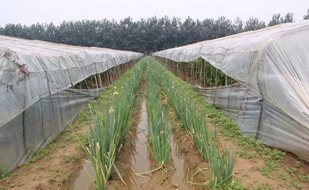 大蔥種植技術創新與農業現代化發展路徑
