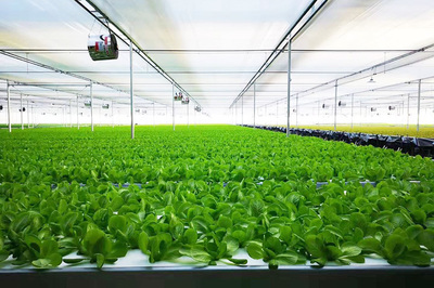 綠菱科技攜手恒熱集團，共繪農(nóng)業(yè)種植技術(shù)新藍(lán)圖