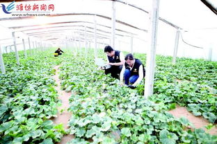 科技賦能，種植先行 以現(xiàn)代農(nóng)業(yè)技術(shù)開發(fā)助推鄉(xiāng)村振興