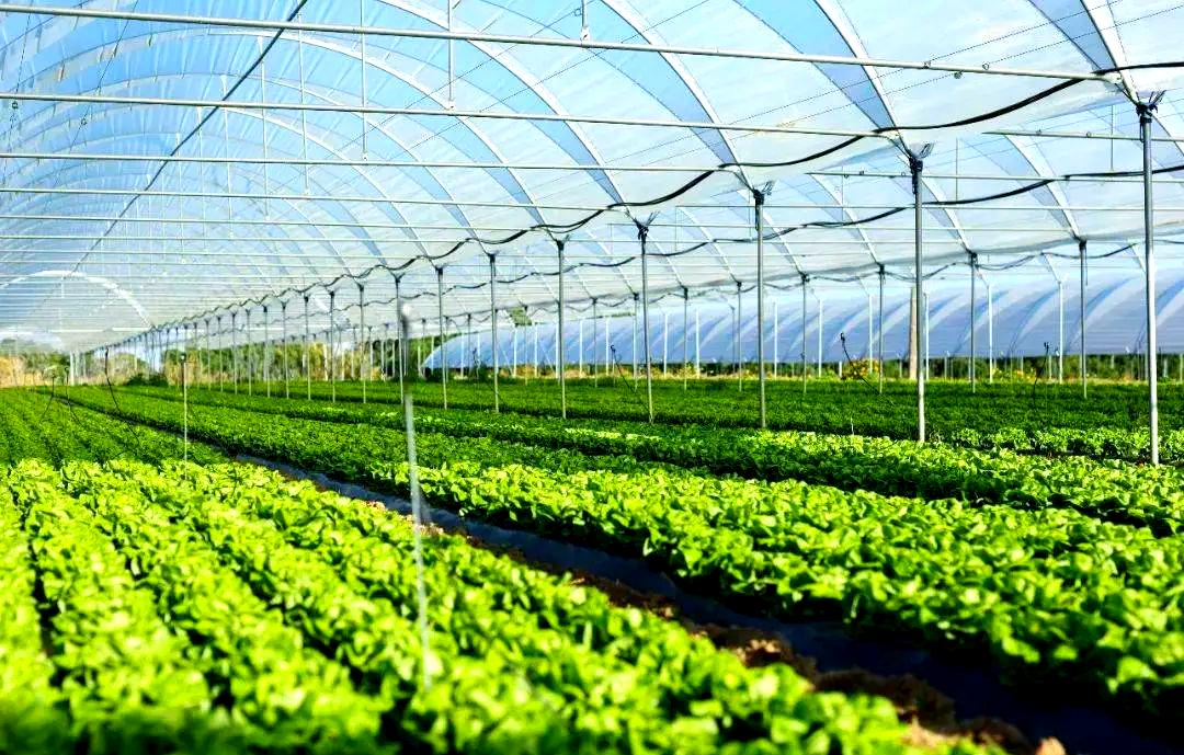 蔬菜集約化種植技術(shù)的演進與當(dāng)代農(nóng)業(yè)開發(fā)的挑戰(zhàn)