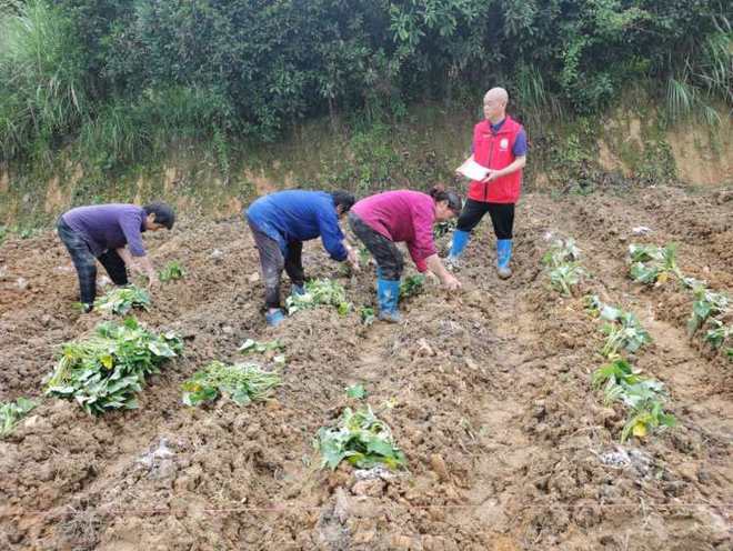 線上開網(wǎng)課線下送技術(shù) 巴南科技特派員雙線并進，賦能農(nóng)業(yè)生產(chǎn)促農(nóng)增收