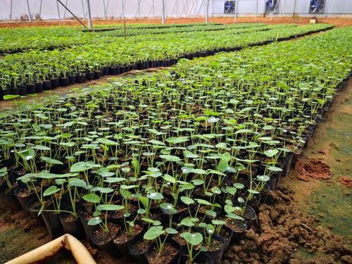 黨領(lǐng)導(dǎo)下的農(nóng)技協(xié)丨廣西北海市合浦縣生態(tài)農(nóng)業(yè)種養(yǎng)技術(shù)協(xié)會 深耕技術(shù)開發(fā)，賦能綠色種植