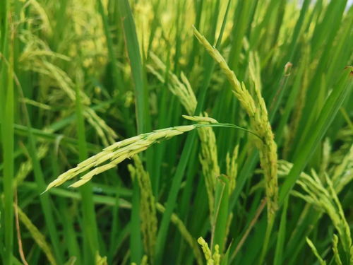 智能農機革新 一分鐘一畝田，現代農民的科技新伙伴