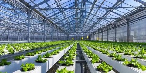 未來已來 探訪5G植物工廠與農業數字孿生實驗室，揭秘新農業的技術革命