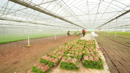 長沙縣江背鎮 打響汛后農業生產“保衛戰”，科技賦能農業技術開發